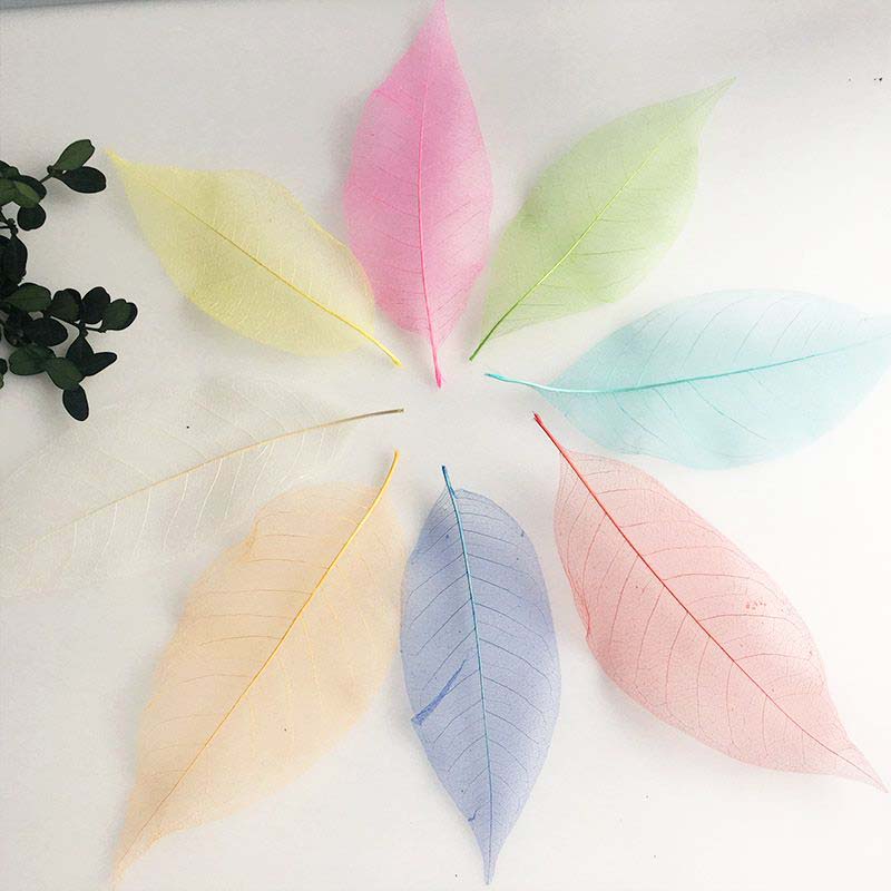 Natural Skeleton Leaves For DIY